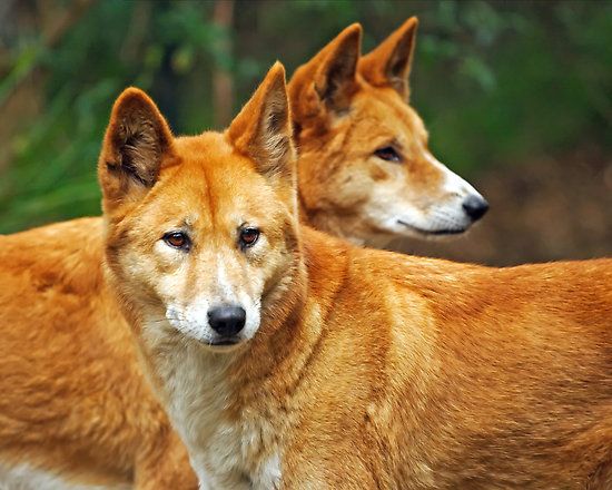 Dingo Husky Mix