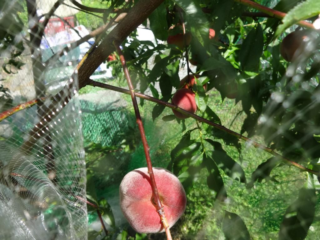 mystery peach 2014 photo 001.jpg