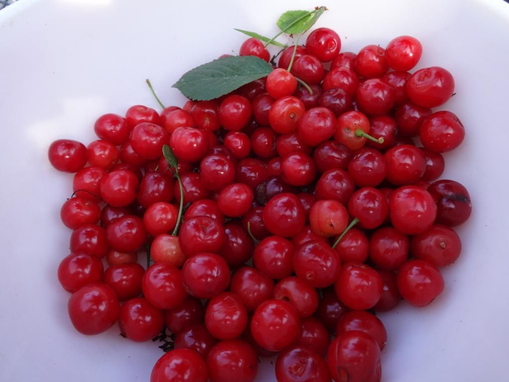Montmorency Cherries 2014 photo 002.jpg
