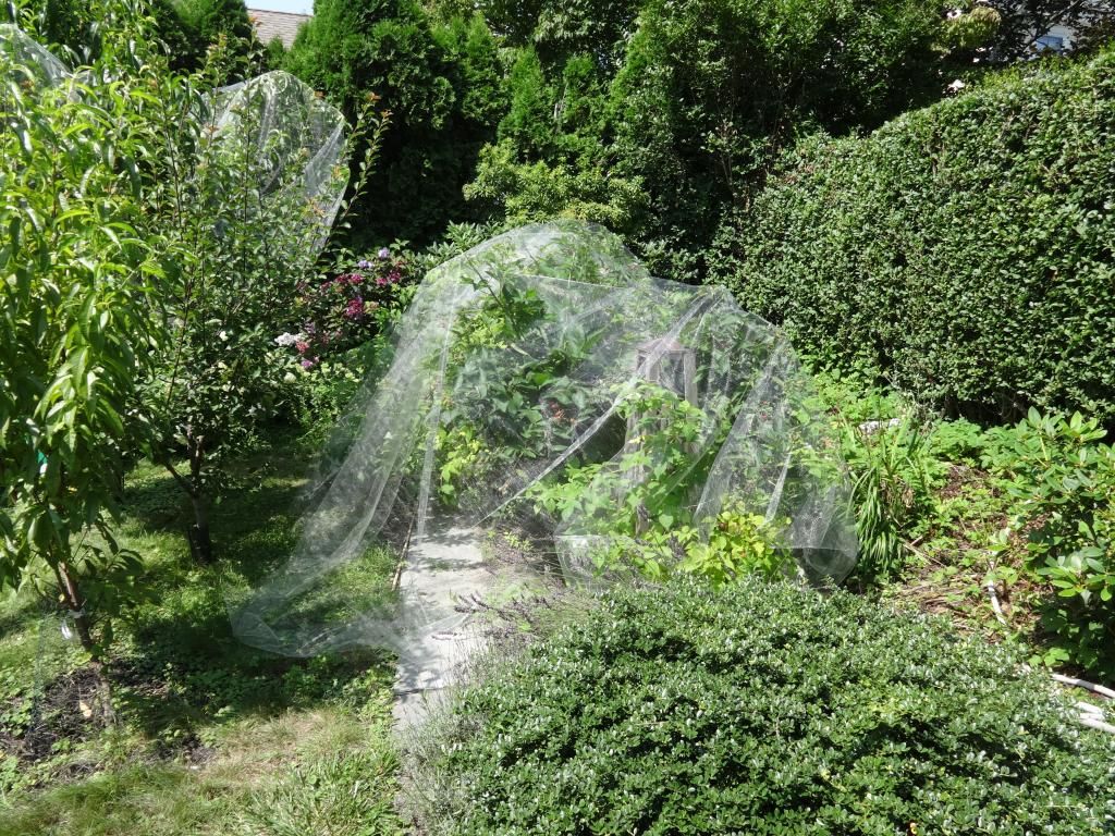 netted blackberries photo 004.jpg