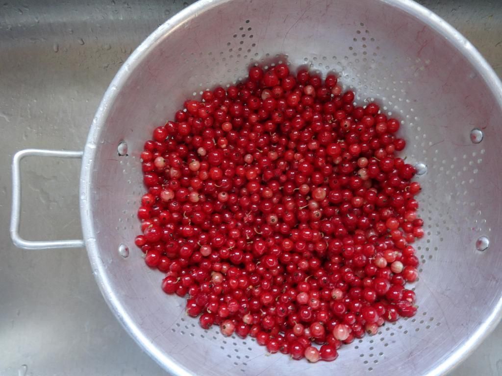 Jonkeer Von Tets Red Currants 2014 photo DSC00506.jpg