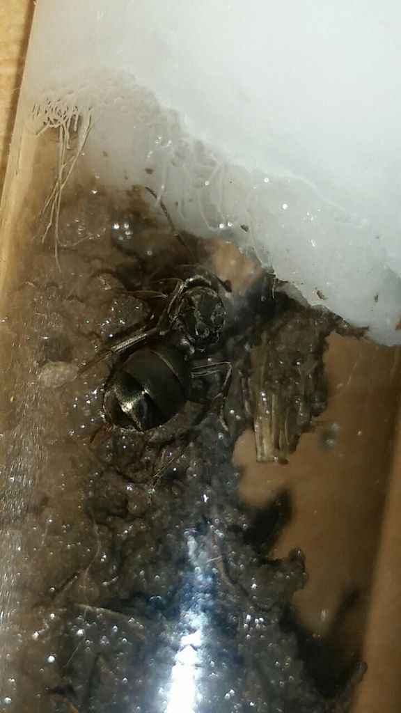 Need Help To Identify Ants Queen Worker The Antscanada Ant Forum S