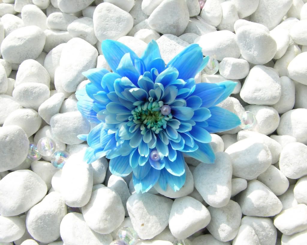 Beautiful Pictures, Images and Photos