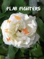 FlabFighters