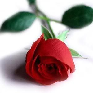 photo single-red-rose.jpg
