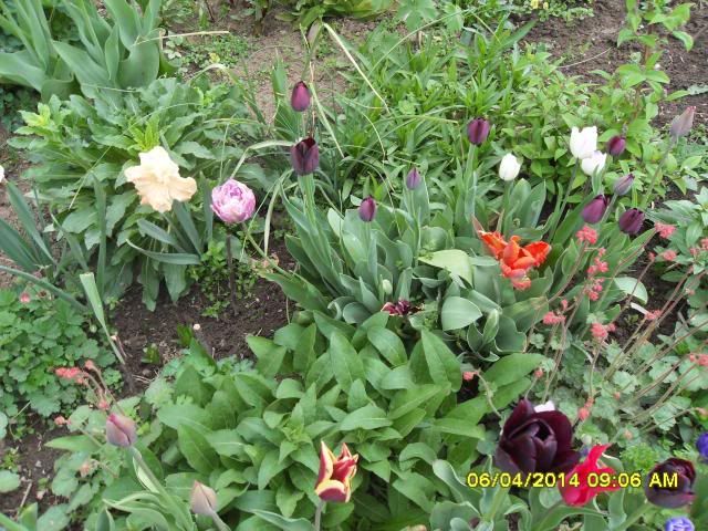  photo SDC10490-1.jpg