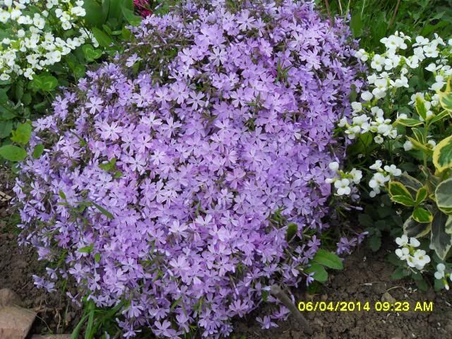  photo SDC10497.jpg