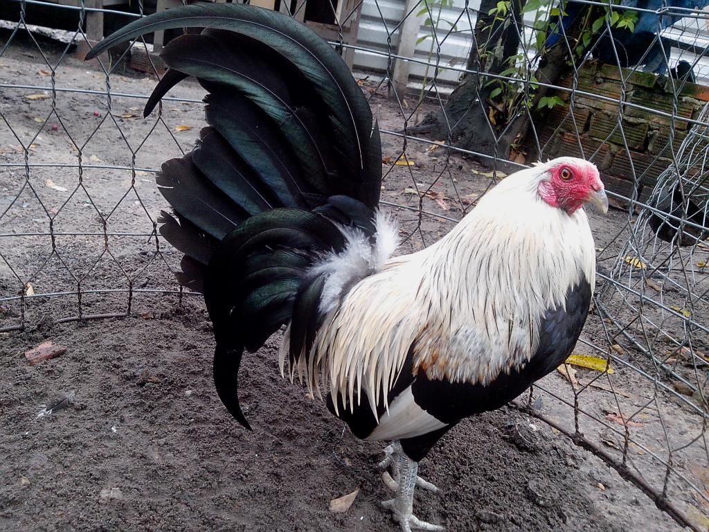 bán gà tre mỷ 3 tháng (chuối trắng chân xanh) - 8