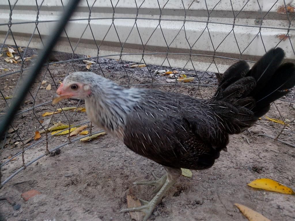 bán gà tre mỷ 3 tháng (chuối trắng chân xanh) - 2