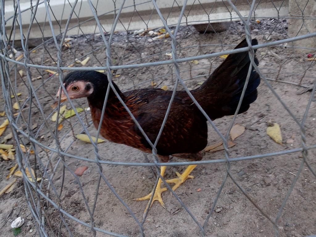 bán gà tre mỷ 3 tháng (chuối trắng chân xanh) - 7