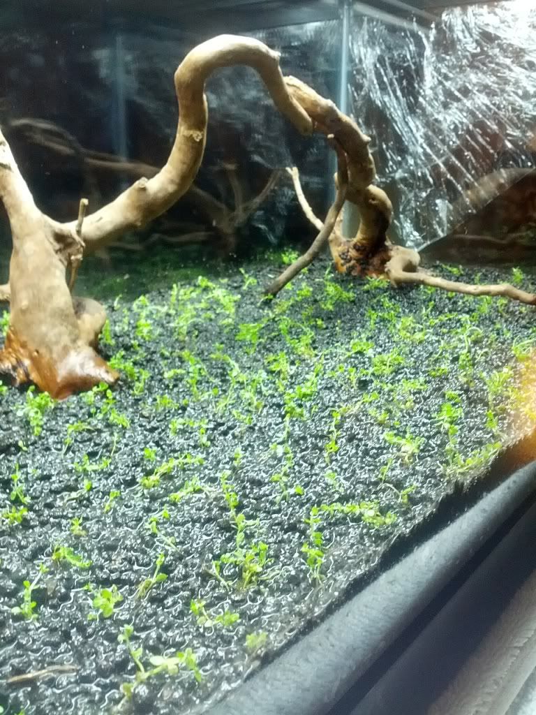 Dry Start HC The Planted Tank Forum