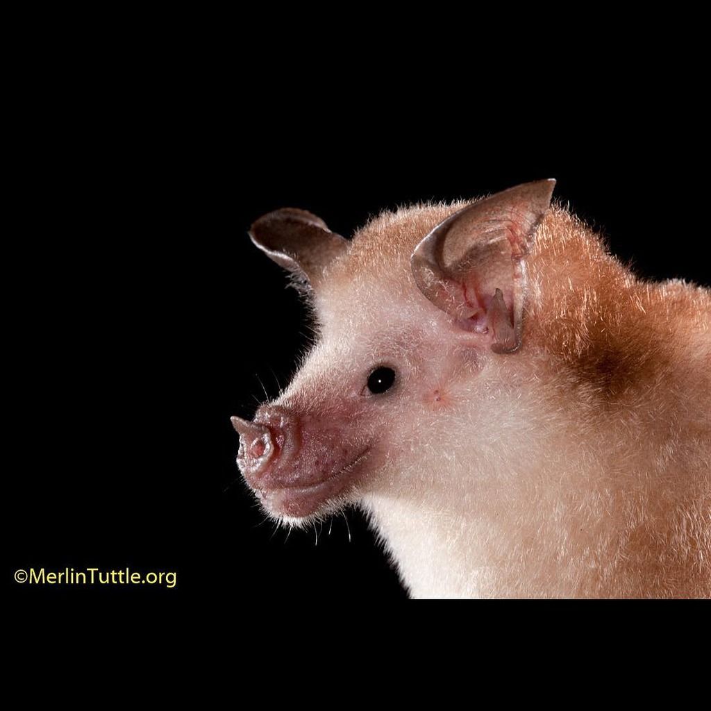 Buffy Flower Bat (Erophylla Sezekorni) (c) tuttledvd hungry insects