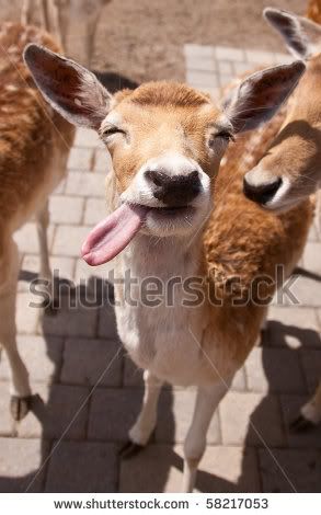 stock-photo-silly-deer-with-tongue-sticking-out-58217053.jpg