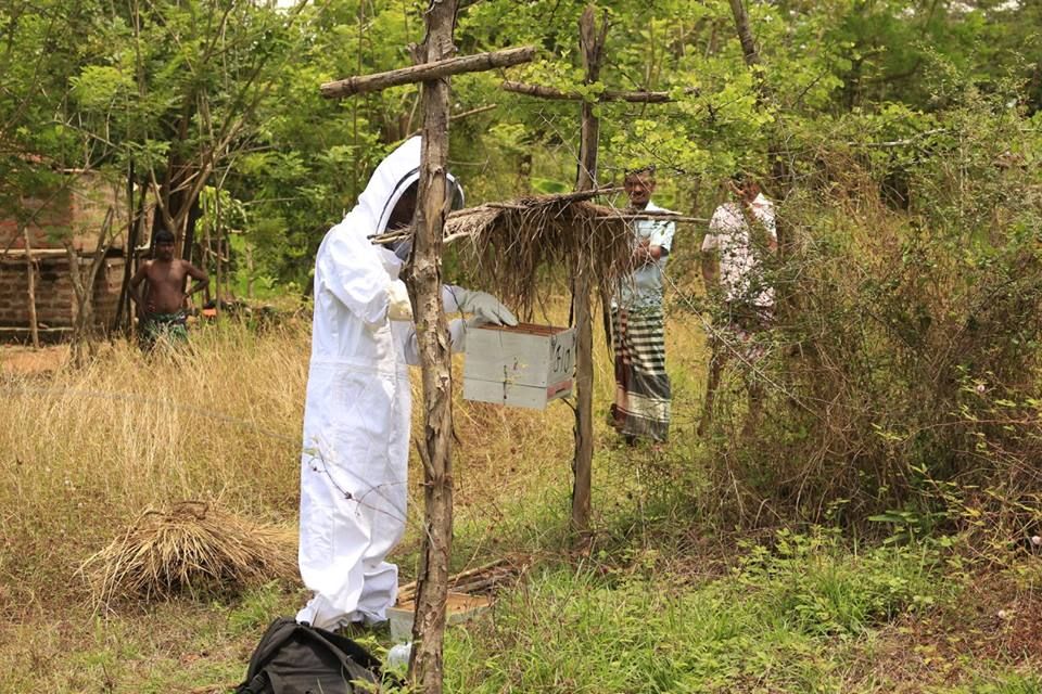 Lelantha-beekeeping
