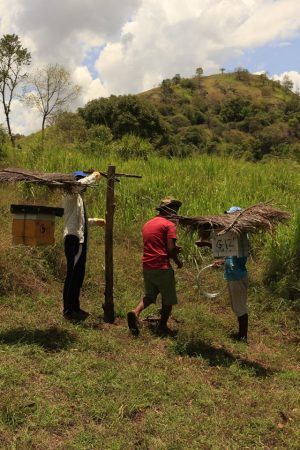 Fixing beehive fences at Somathilaka’s farm