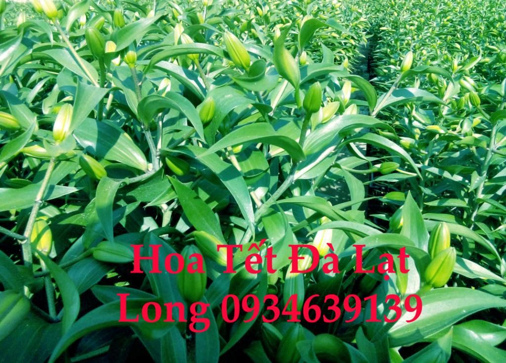 Bán các loại hoa Đà Lạt. Hoa tươi đẹp, giá nhà vườn cho mọi người. - 1